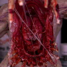 Load image into Gallery viewer, Dirty Down Snot